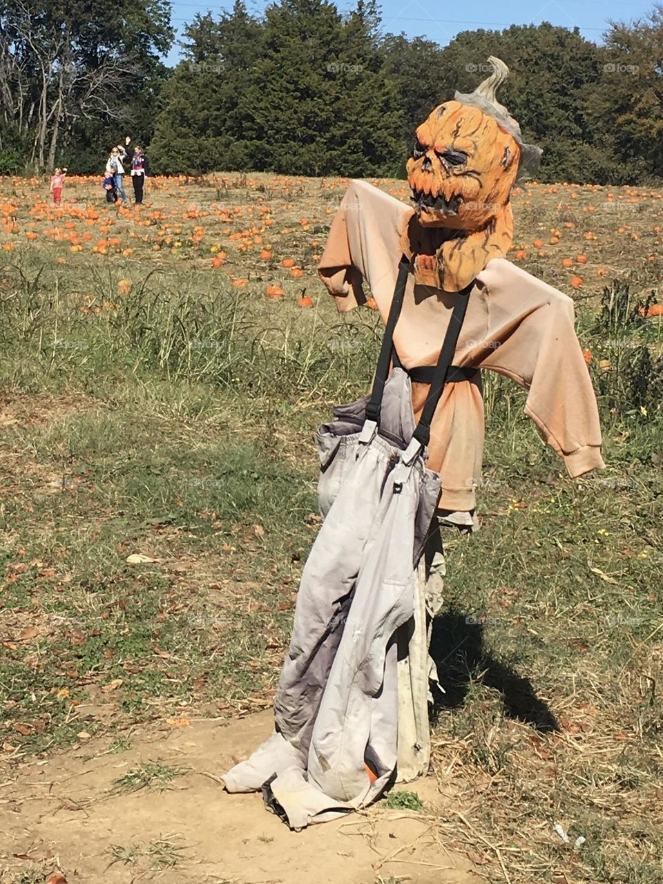 Scarecrow in a pumpkin patch.