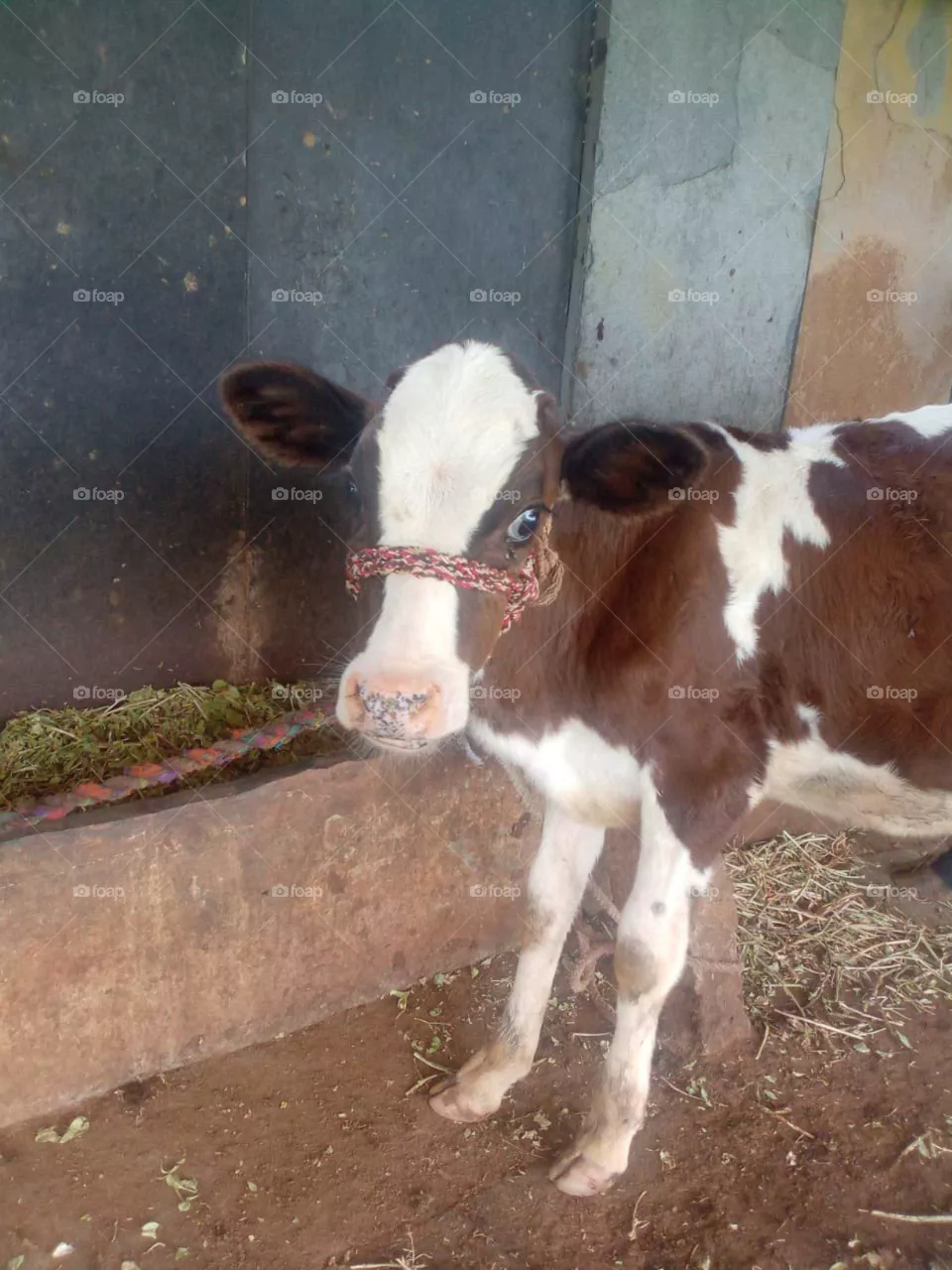 cow calf