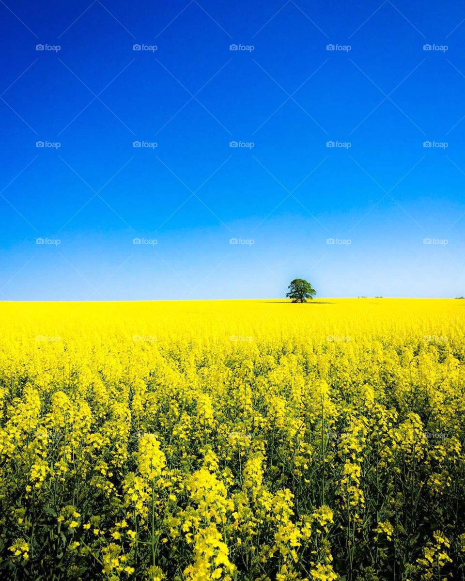 Yellow raps field and blue sky, one lonely green tree