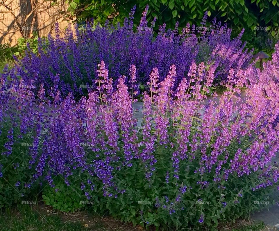 Lavender garden . Blooming lavender garden 