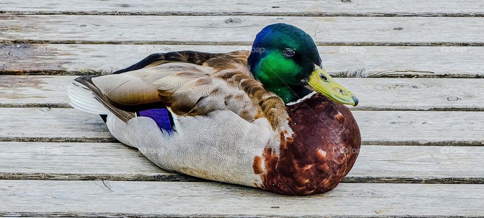 Mallard duck on dock