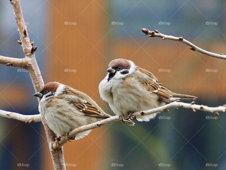 Little sparrows on the branch