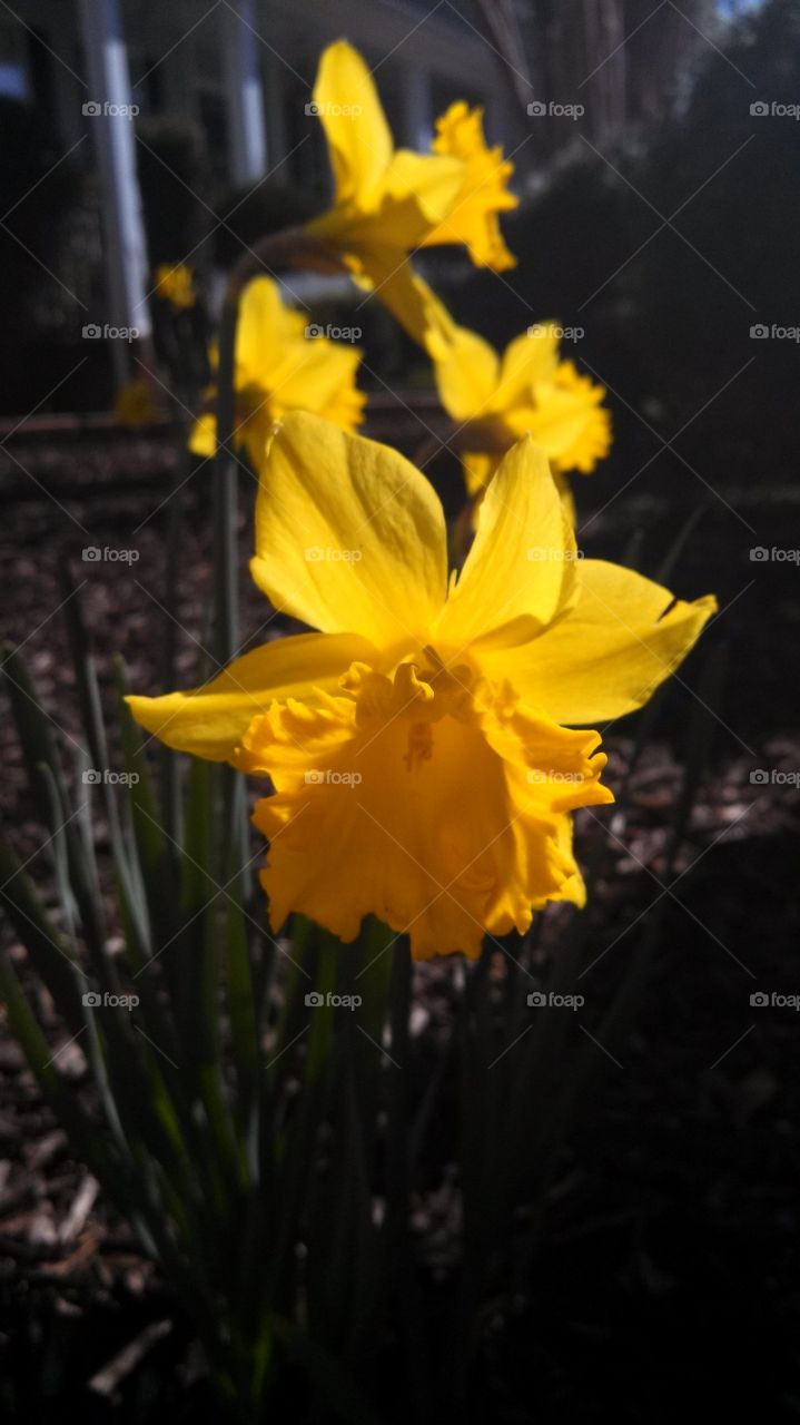 Daffodil Days 