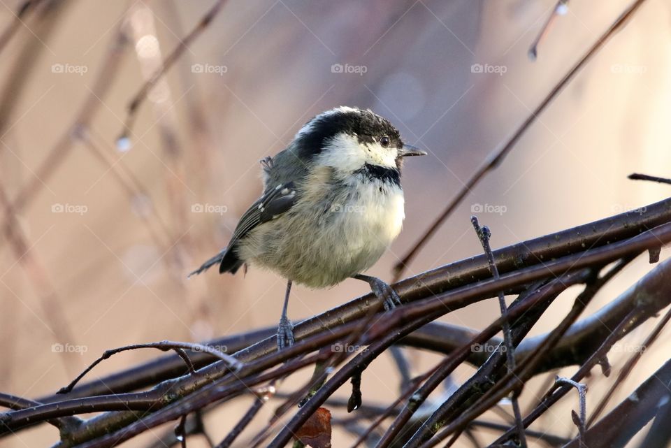 Coal Tit