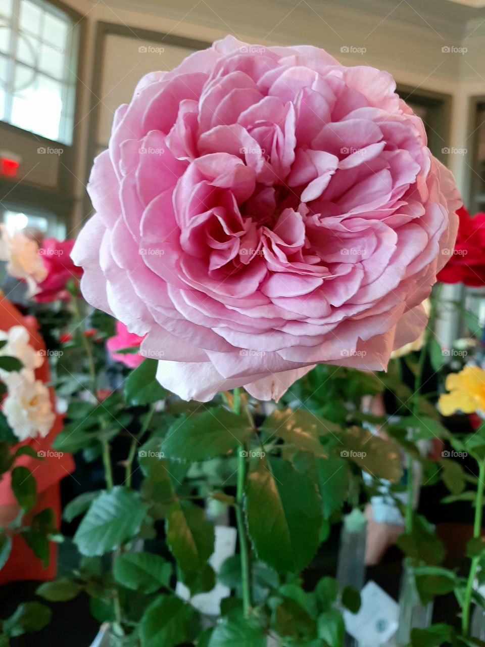 Princess Alexandra of  Kent.