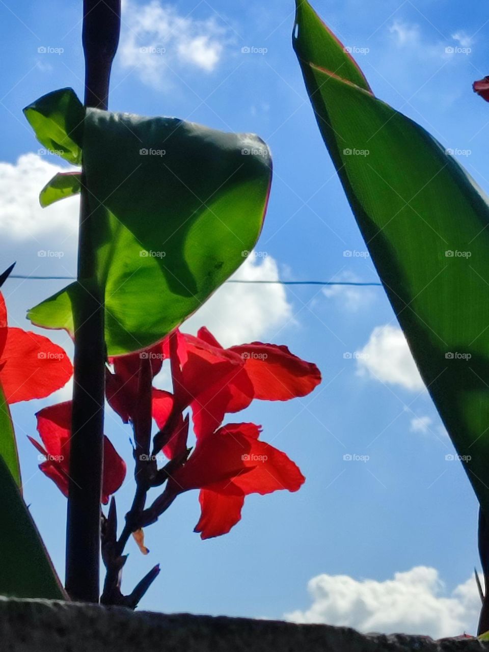 Red flower, blue sky