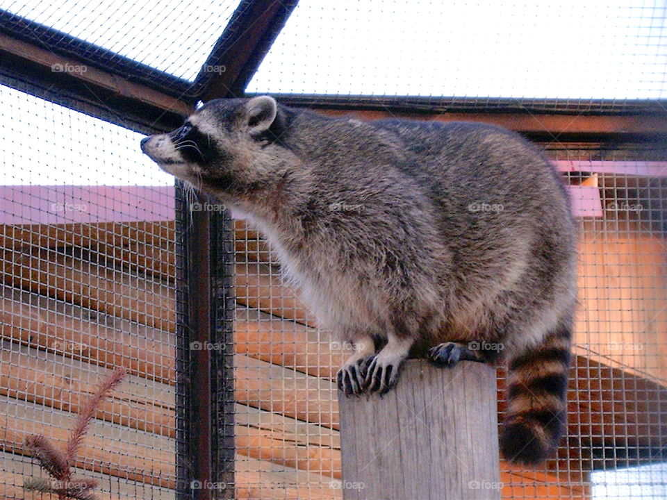 Raccoon at Zoo