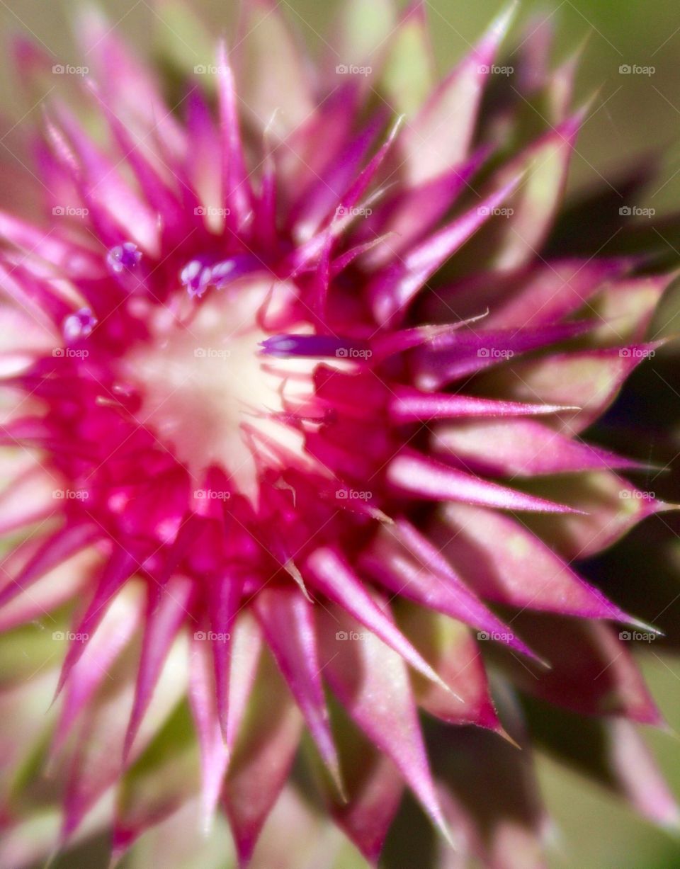 Creative Textures - empty Nodding Thistle flower base