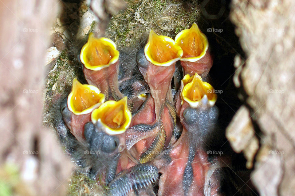 Baby birds shout their lungs out