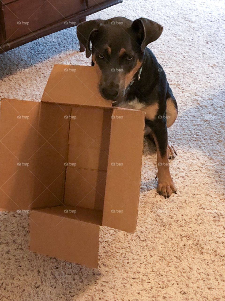 Labrador retriever displays empty box 