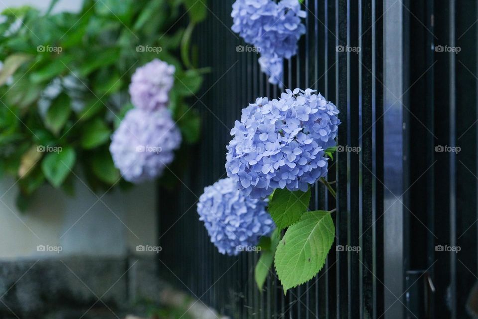 hydrangea