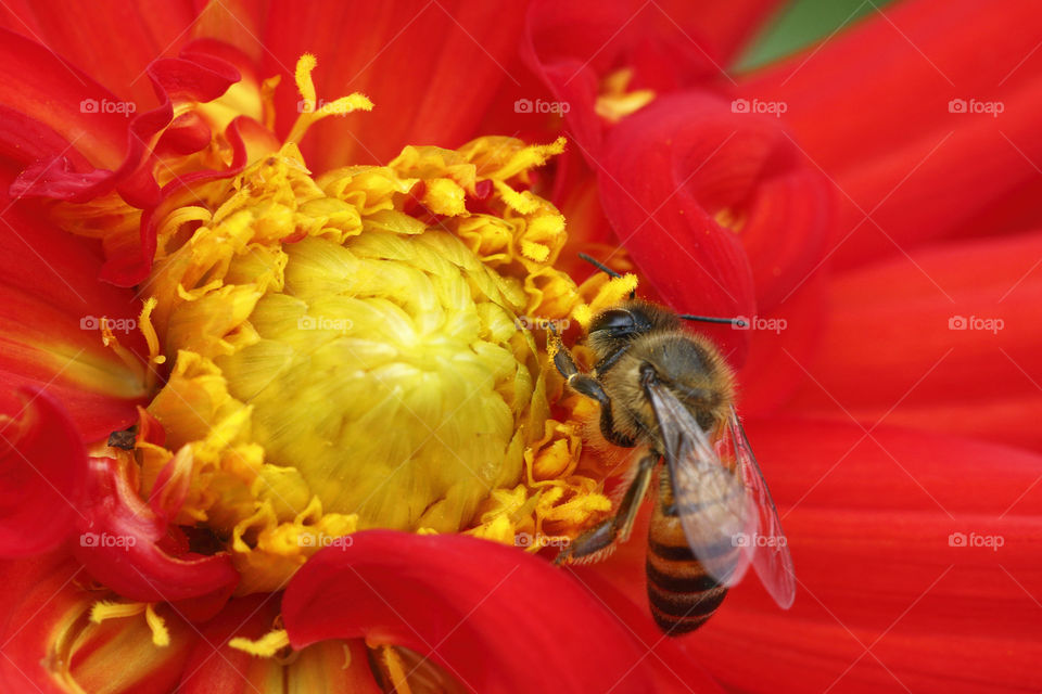 Honeybee collecting pollen in a fresh Dahlia flower