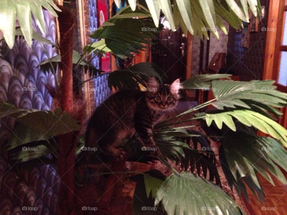 tree palm cat funny by lanocheloca