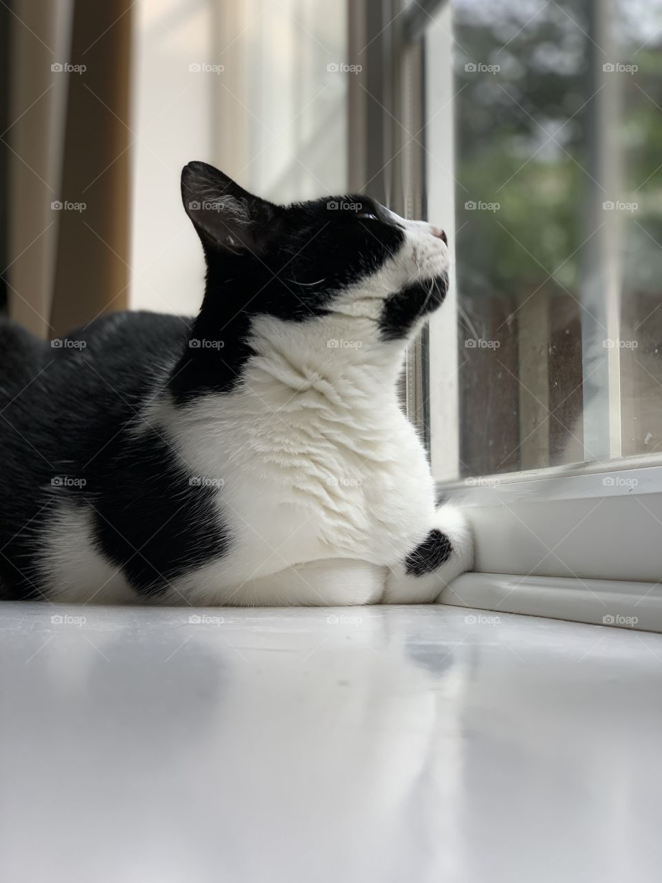Kitten looking out the window 