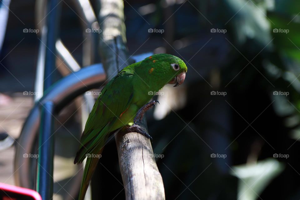 Ave sentada. Maritaca verde