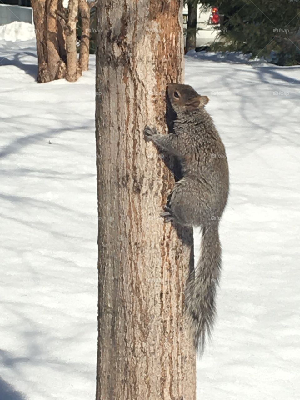 Squirrel clinging to tree trunk in snow