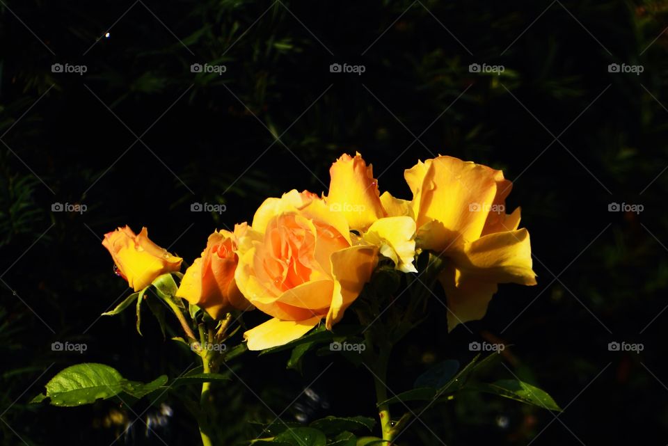 Yellow roses