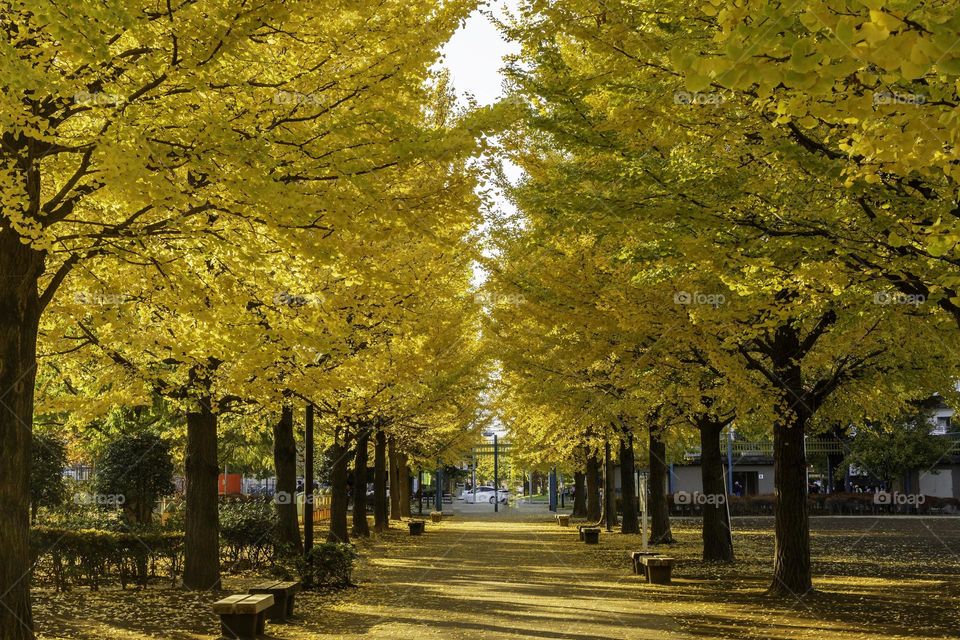 Beautiful maple garden and maple leaves