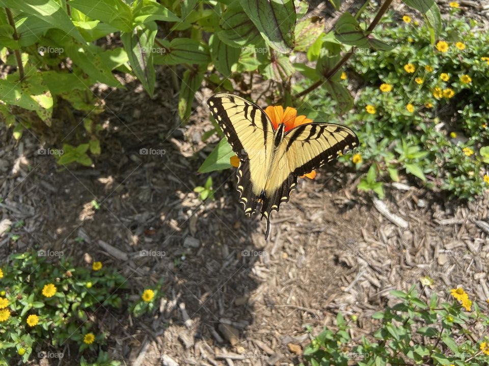A yellow butterfly with black accents perches on an orange flower at Deep Cut Gardens in Middletown, NJ. 