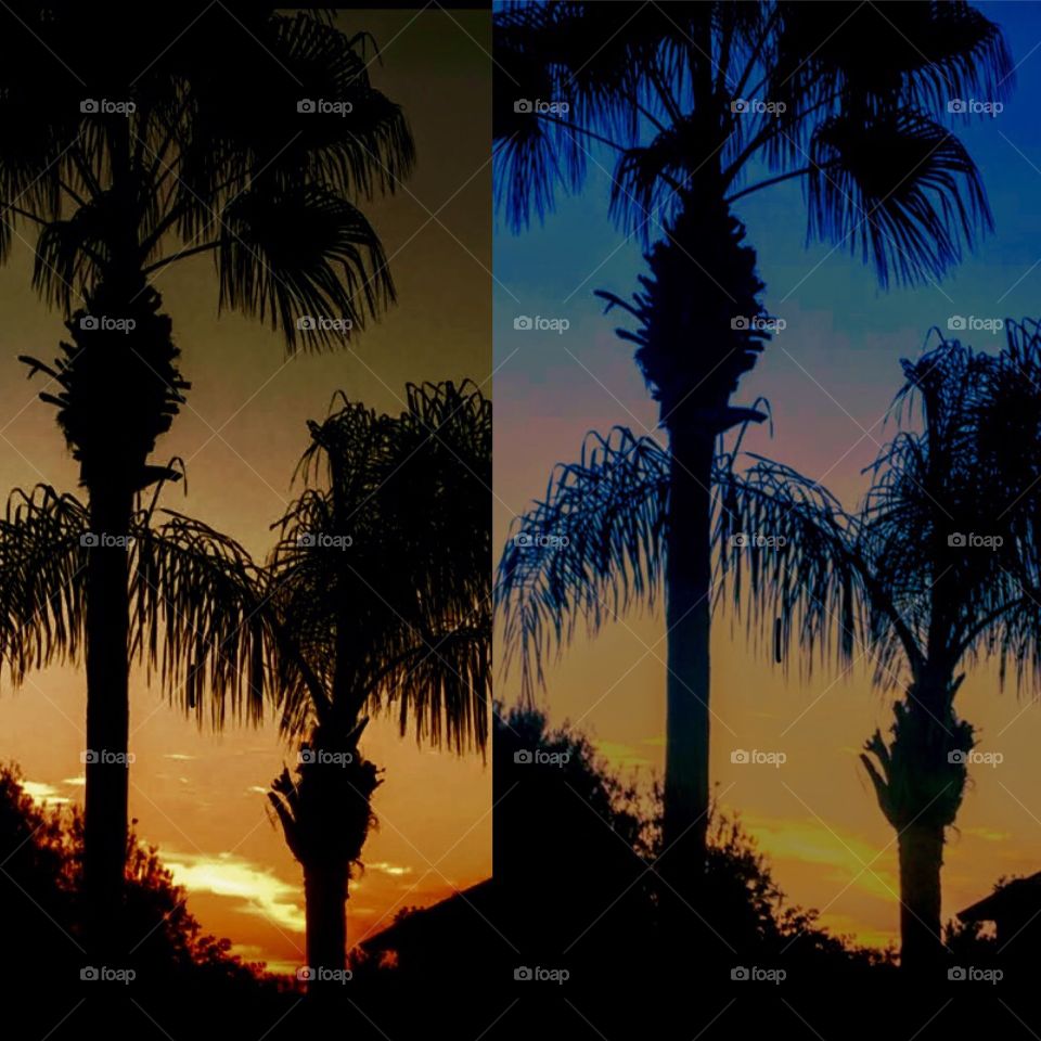 Sunrise Palm Pattern