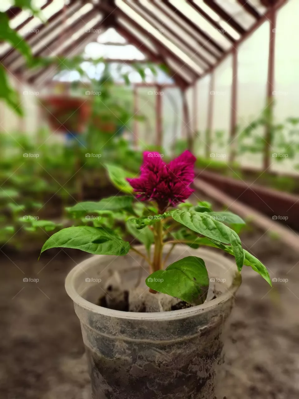 flower in a glass, gardening, greenhouse, plants, garden, green, red, flower, seedlings