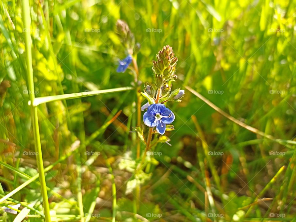 Veronica chamaedrys, the germander speedwell, bird's-eye speedwell, or cat's eyes