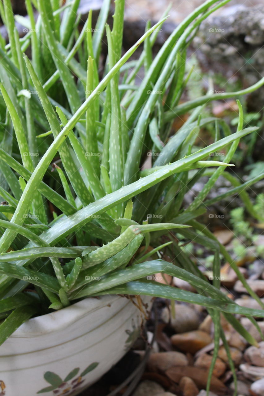 Potted aloe