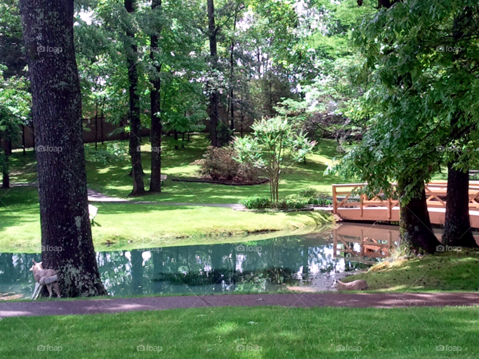 Pond & Bridge. A bridge by a pond.