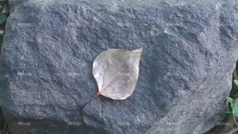 Lonely Leaf. single leaf on a rock.
