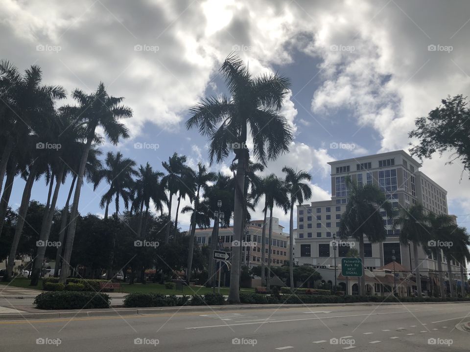 Florida, Miami, palm trees, city 