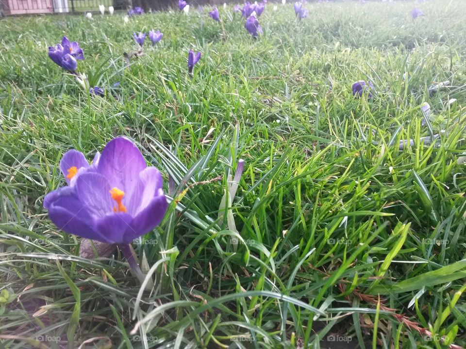 Purple Crocus
