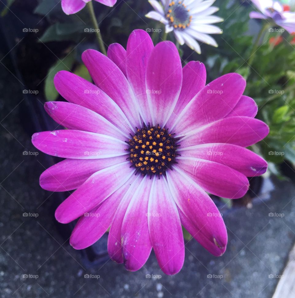 Beautiful colourful flower