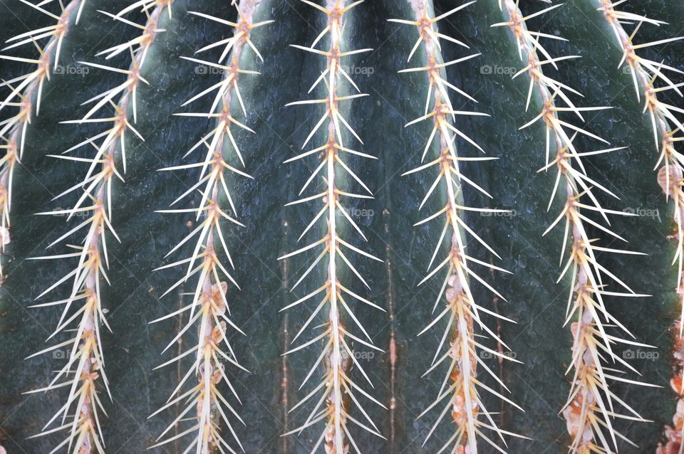 Cactus, Sharp, Spine, Prickly, Desert