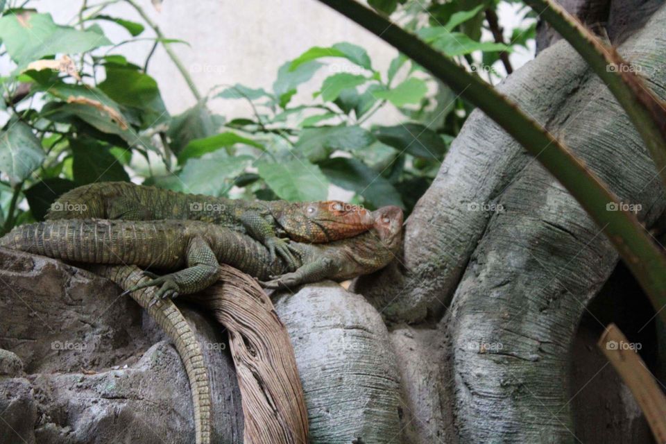 to caiman lizards enjoying eachothers company