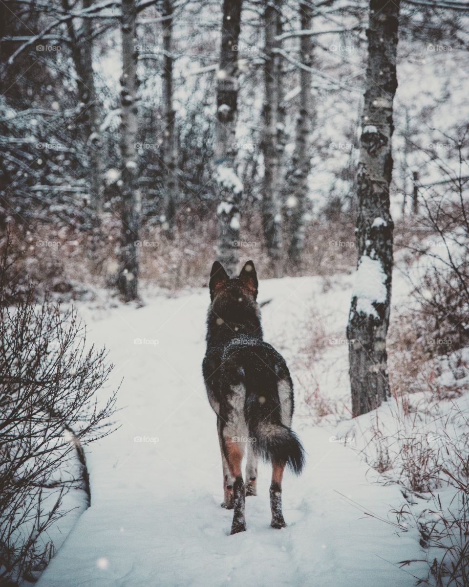 outdoors in the woods