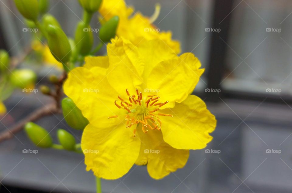 Yellow Apricot flowers in the spring season.