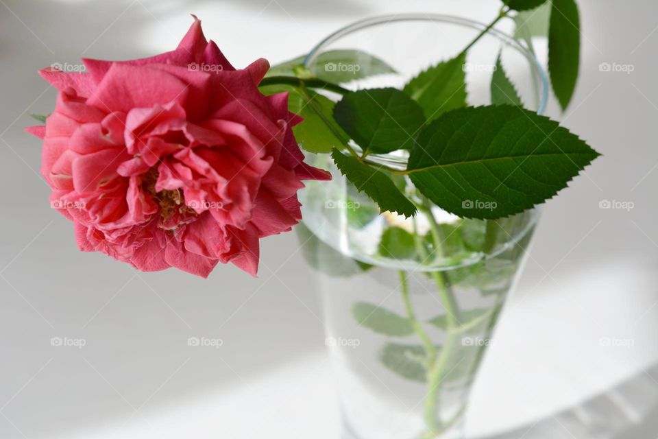 rose flower in glass vase