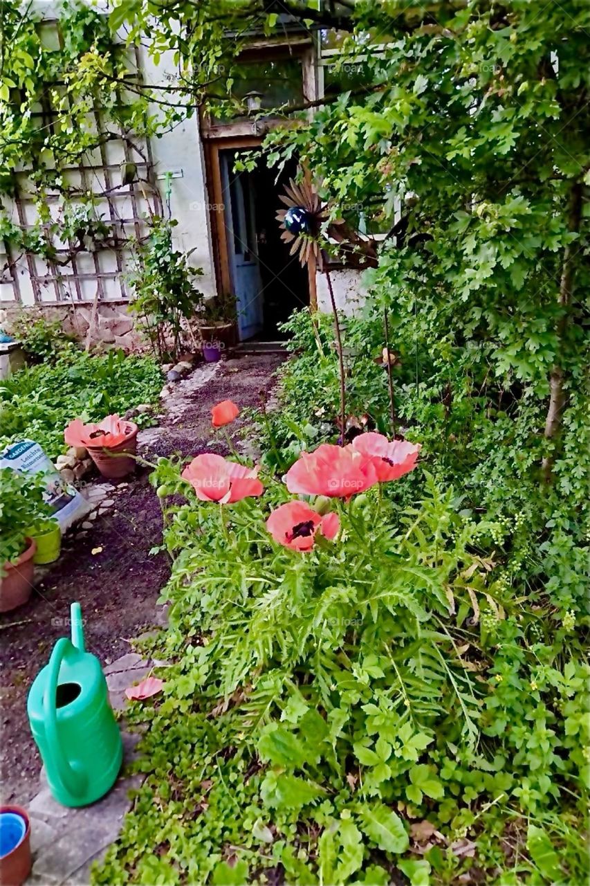 This is a beautiful garden with lush opulent growth of all kinds of vegetation and flowers in rural „Lower Bavaria“, Germany. 2024. Hypnotic Productions