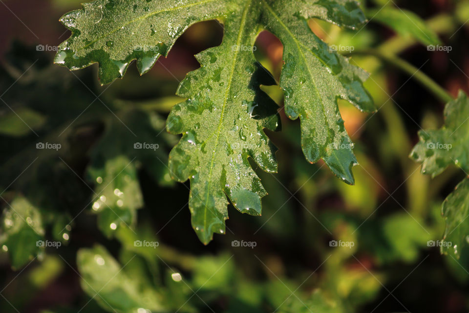 portrait of a plant with green leaves and water droplets on it