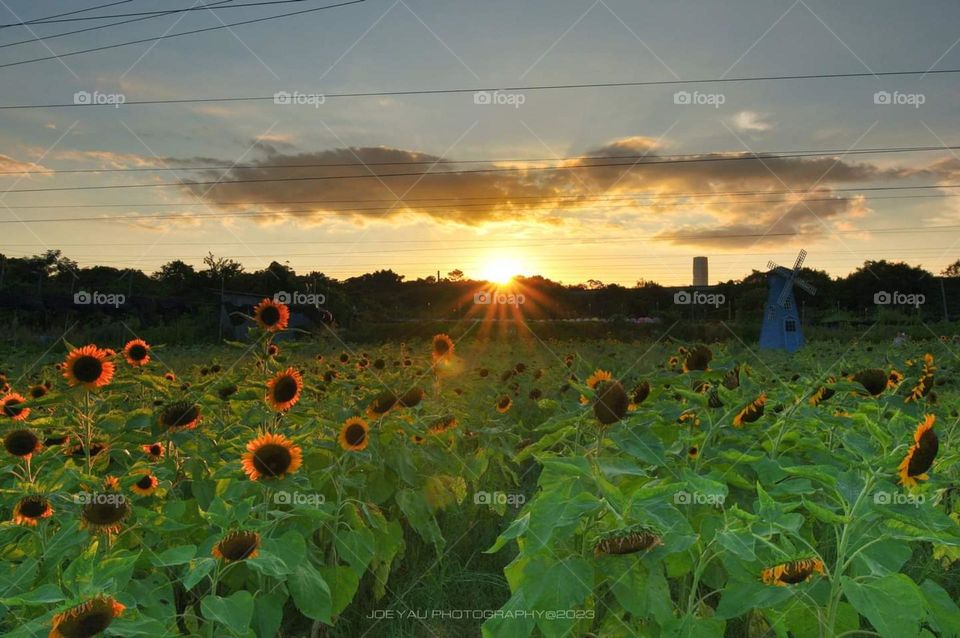 Sunflower at dusk