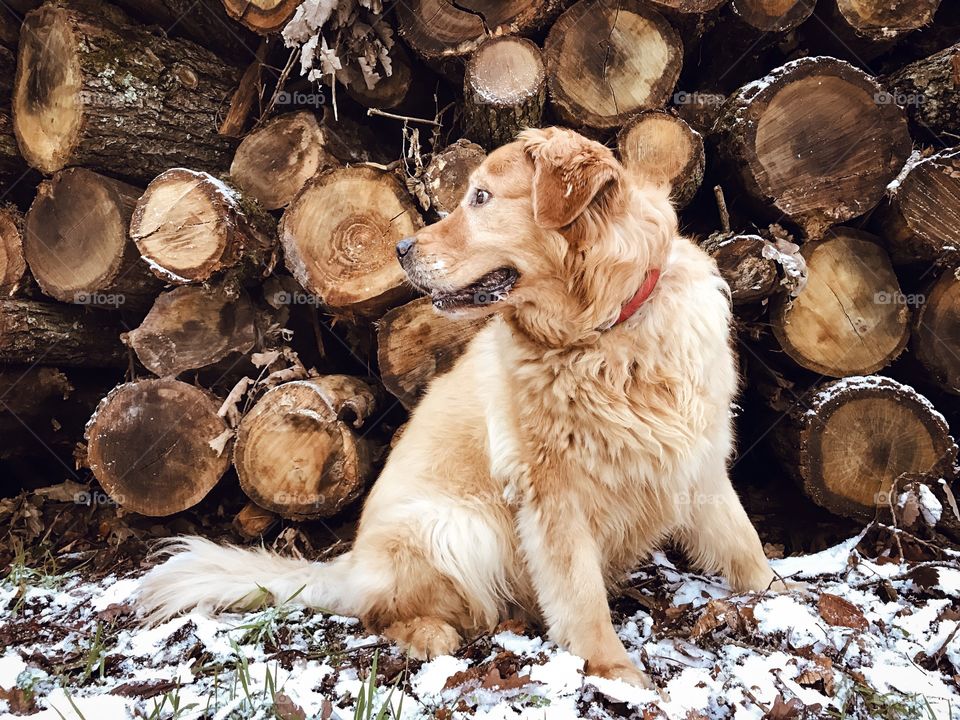 Golden retriver