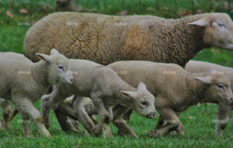 Walking lambs on the grassy land