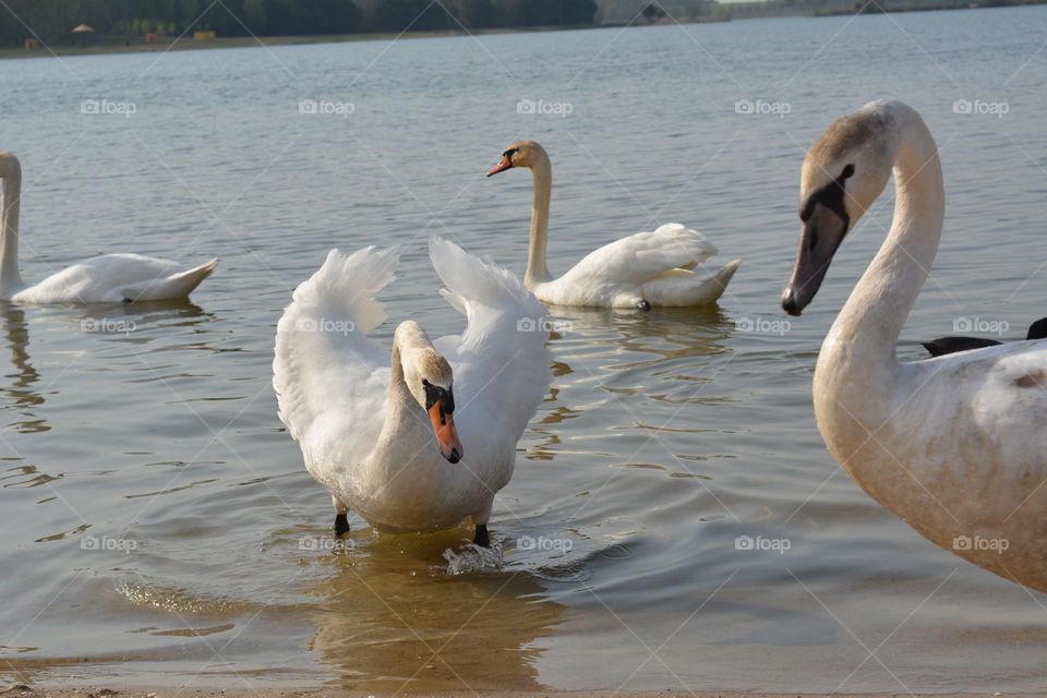 swans family on a lake spring time