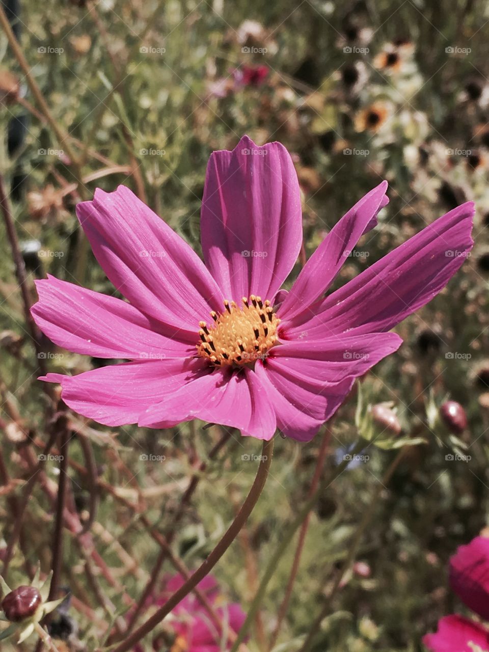 Pink wild flower.