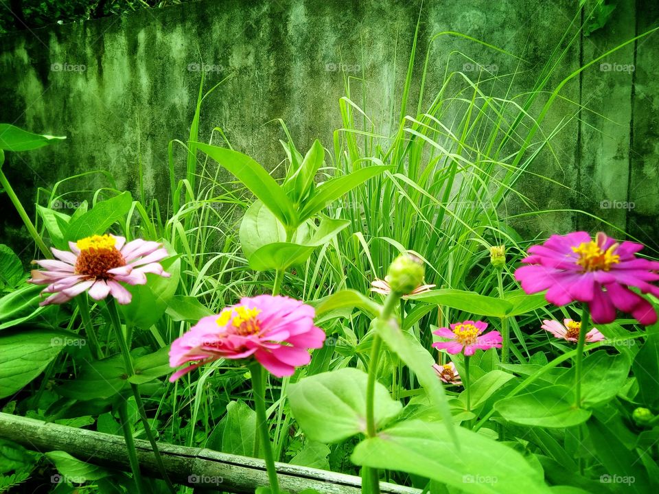 flowers , Starburst flowers