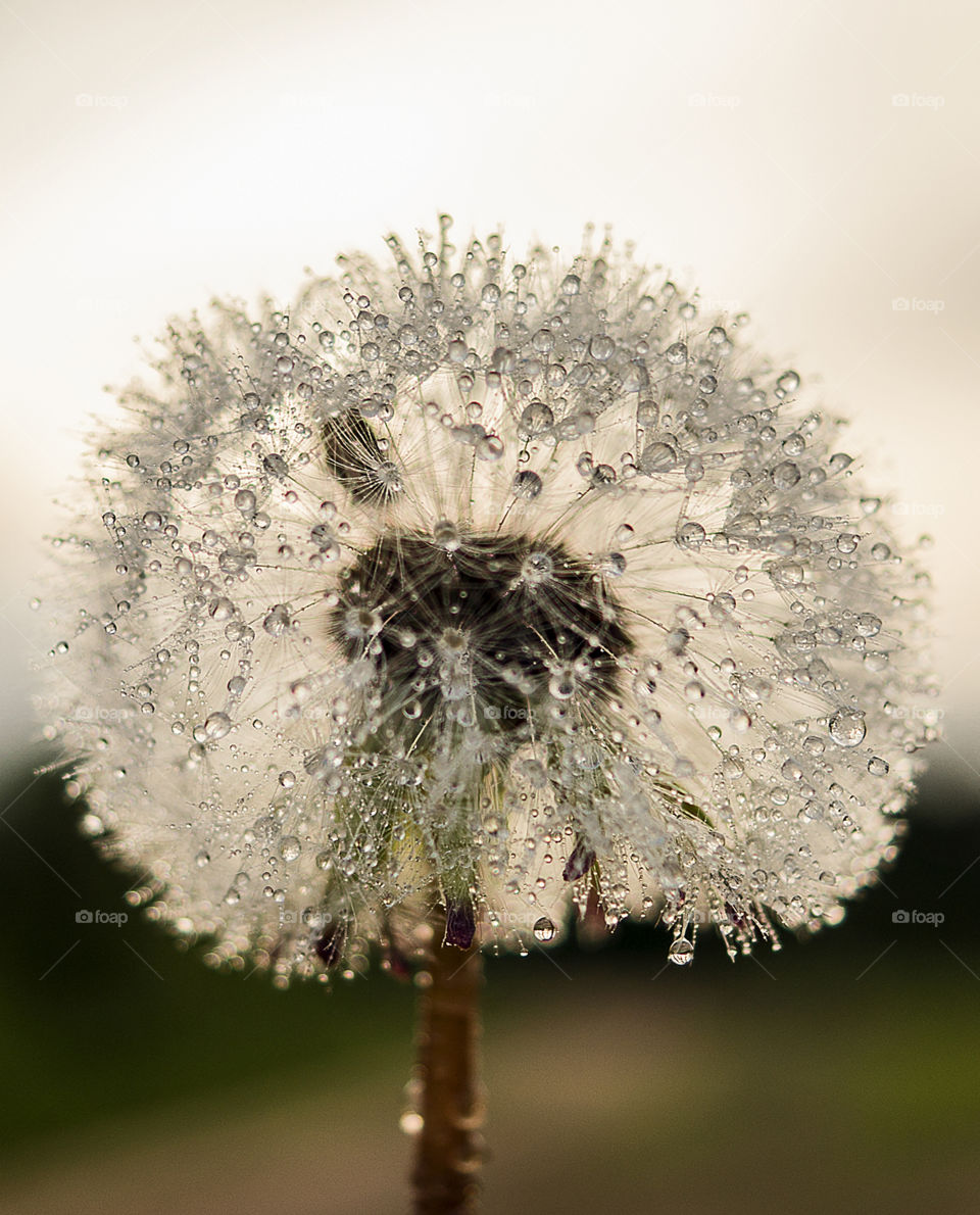 Dandelion