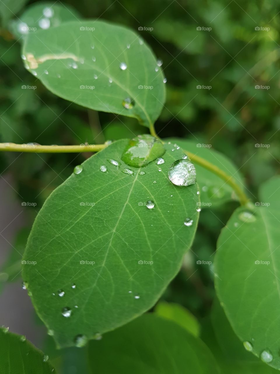 green leafs after rain
