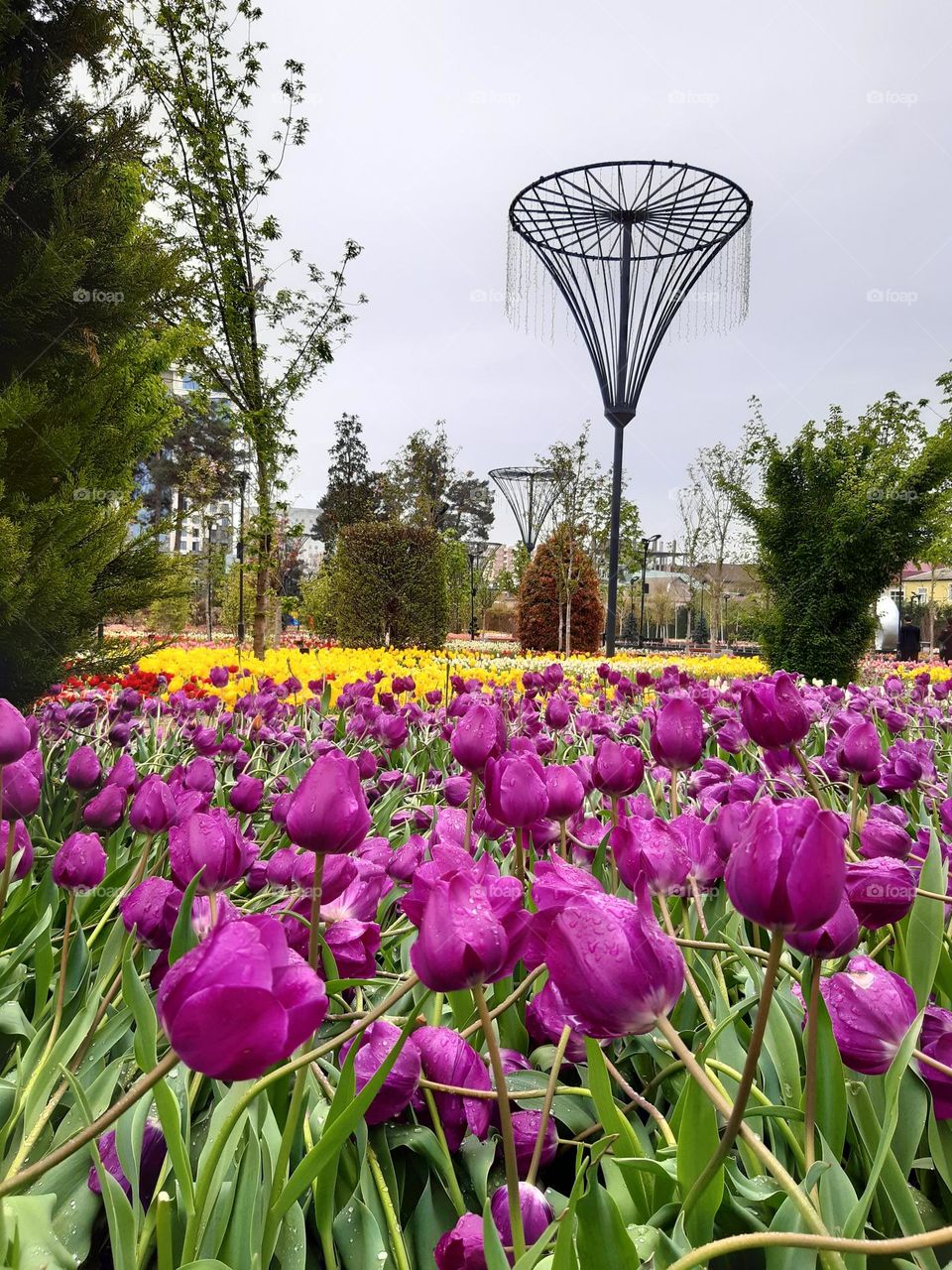 Tulip - A symbol of deep love 🌷