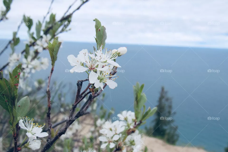 Flowers and lake
