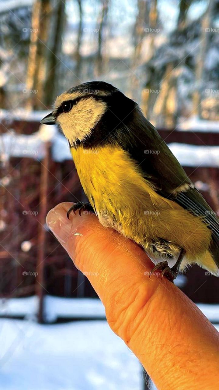 Birds in winter.  A hungry tit sits on the finger of a hand.  There's snow in the background